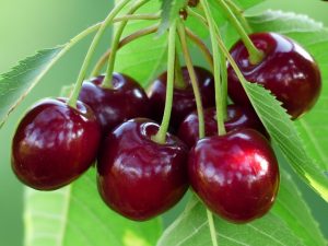 Cherry fruit, grower, exporter, in Turkey